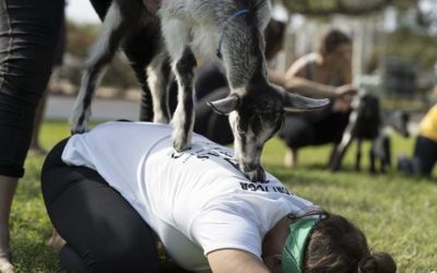 What Is Goat Yoga – A Special Animal Therapeutic Approach