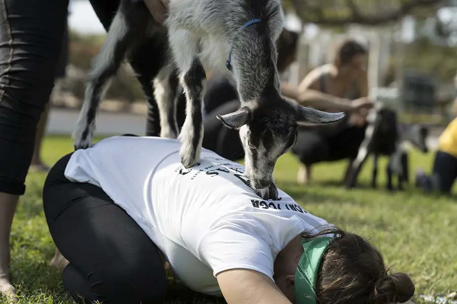 What Is Goat Yoga – A Special Animal Therapeutic Approach