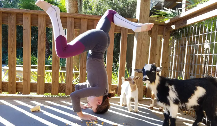 goat yoga definition